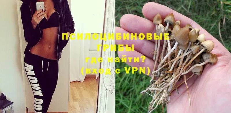 даркнет сайт  Камешково  Галлюциногенные грибы Psilocybe 